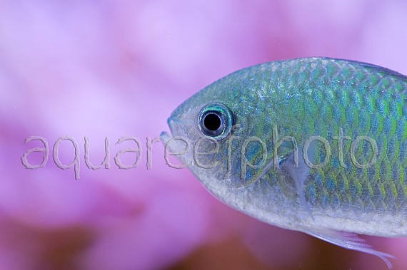 Chromis viridis 05