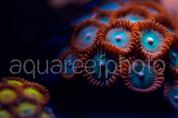 Zoanthus 08