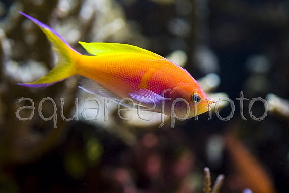 Pseudanthias bartlettorum 01