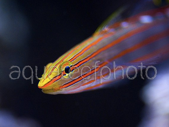 Amblygobius rainfordi 04