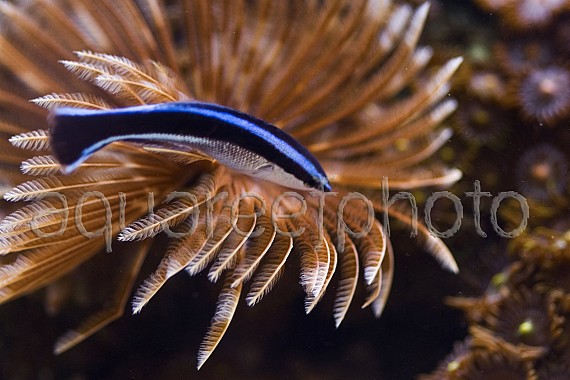 Labroides dimidiatus 03
