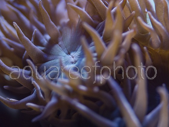 Duncanopsammia 04