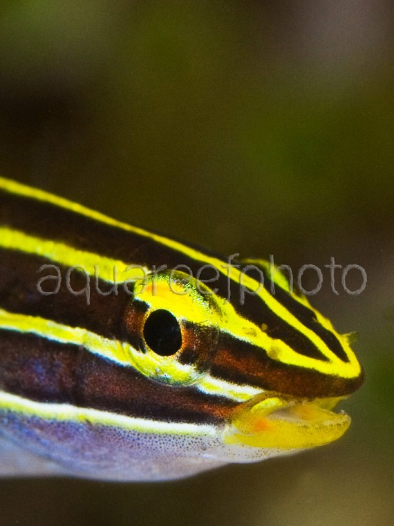 Amblygobius hectori 05