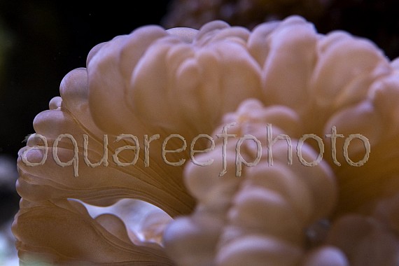Nemenzophyllia turbida 02