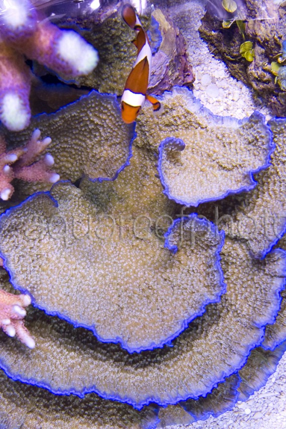 Montipora foliosa 02
