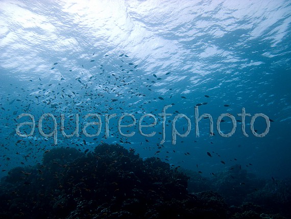 Underwater 01