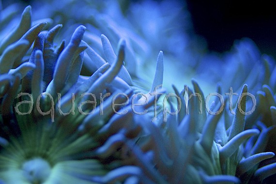 Duncanopsammia axifuga 05