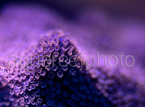 Montipora mollis