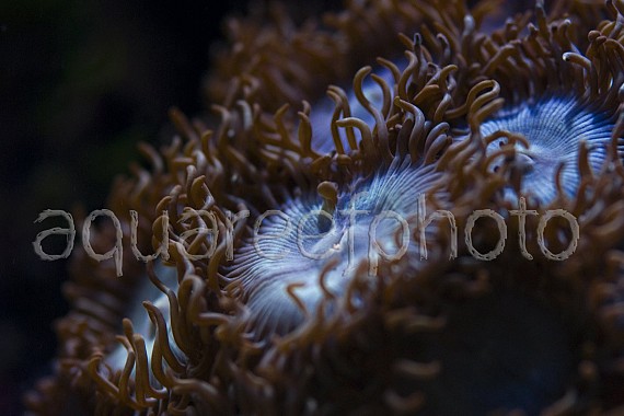 Zoanthus 09