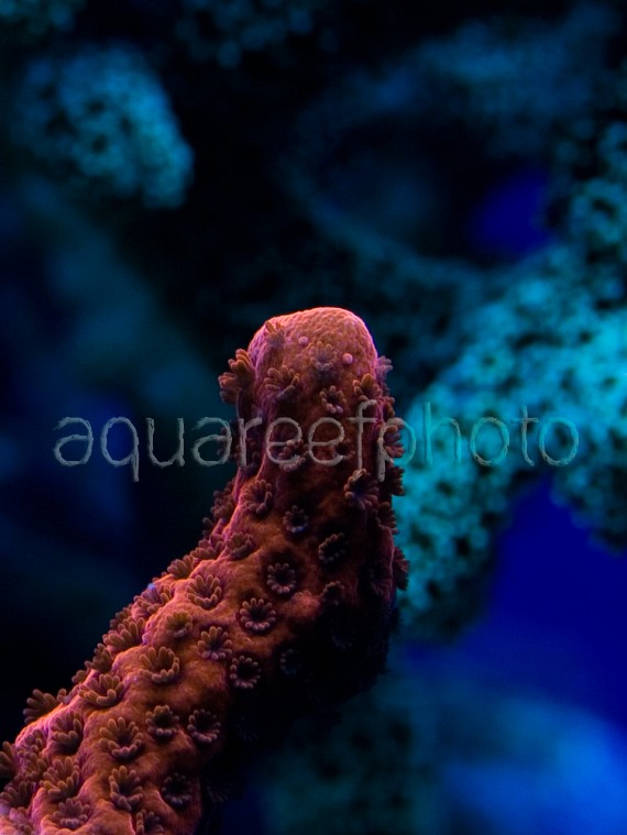 Montipora digitata 02