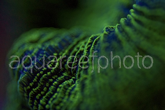 Trachyphyllia geoffroyi 03