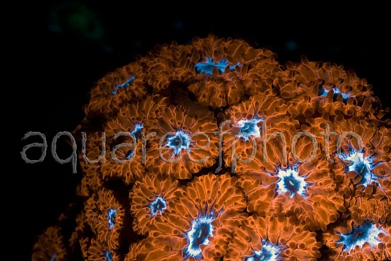 Blastomussa merleti 04