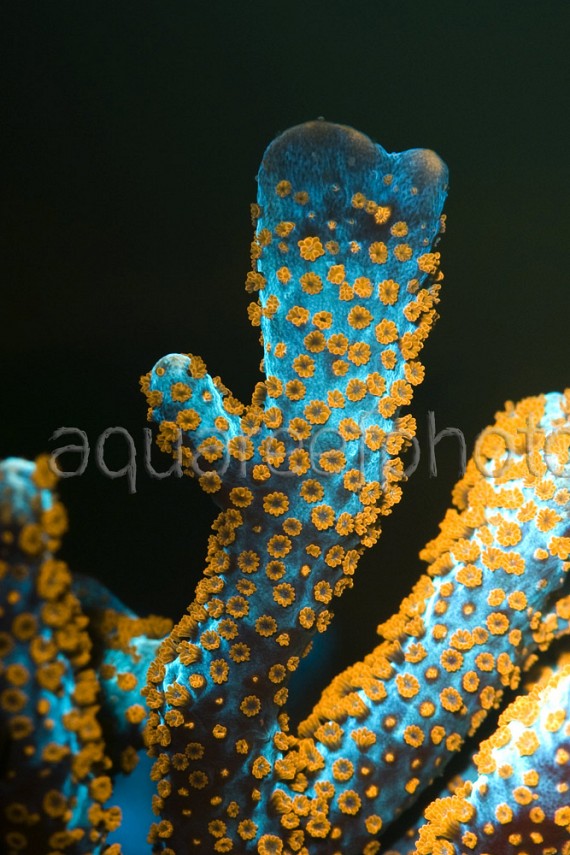 Montipora samarensis 01