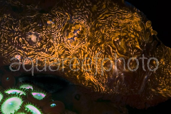 Echinophyllia 01