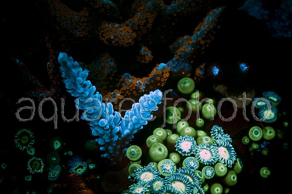 Fluorescence 01