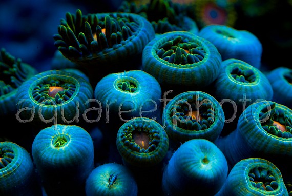 Zoanthus 11