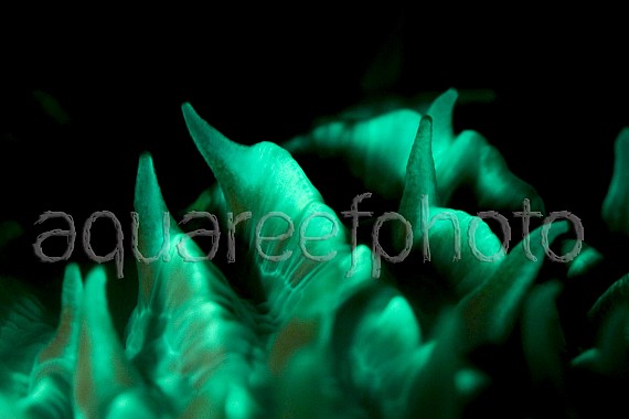 Fungia spinifer 03