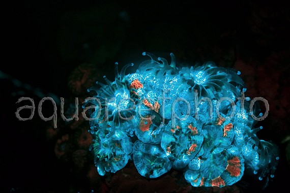 Acanthastrea lordhowensis 07
