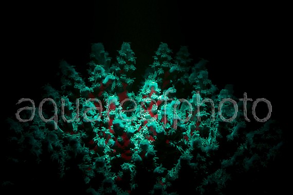 Acropora tenuis fluo 01