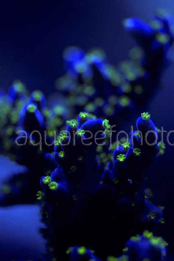 Acropora tricolor 01