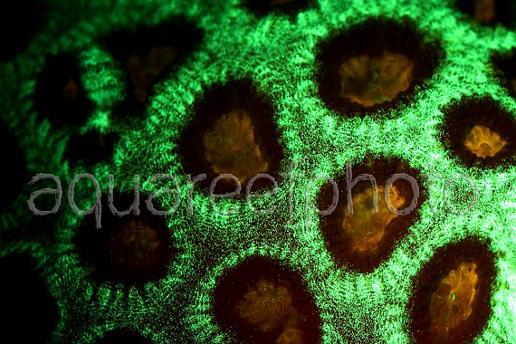 Favia speciosa 02