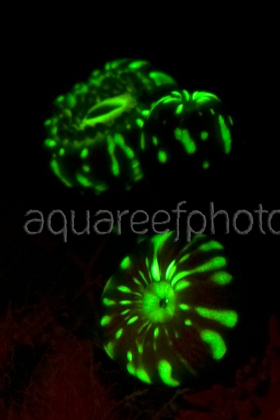 Zoanthus 10