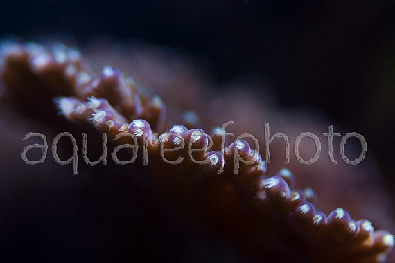 Acropora efflorescens 04