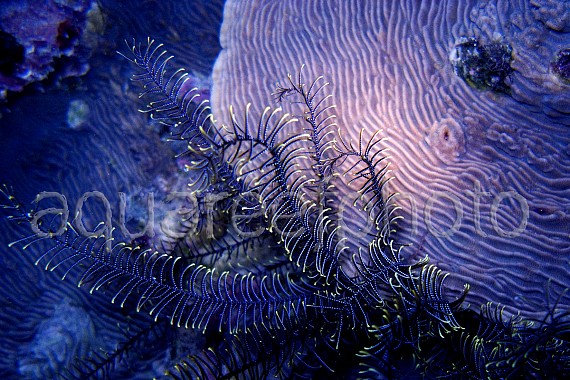 Comanthina nobilis 02