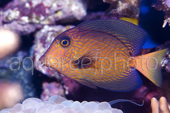 Ctenochaetus hawaiiensis 02