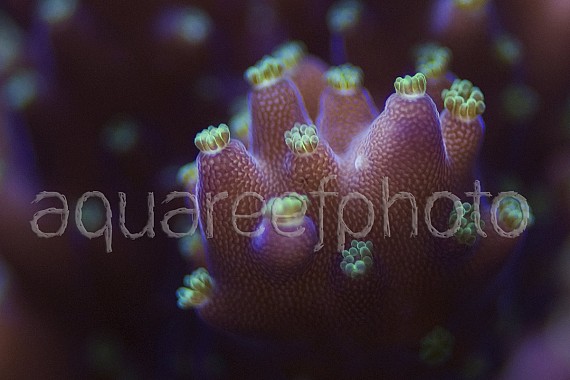 Acropora tricolor 02