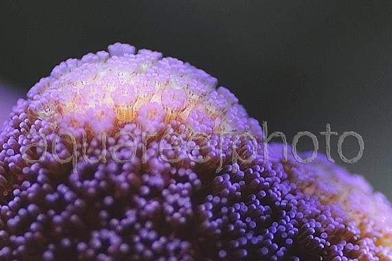 Stylophora pistillata 04