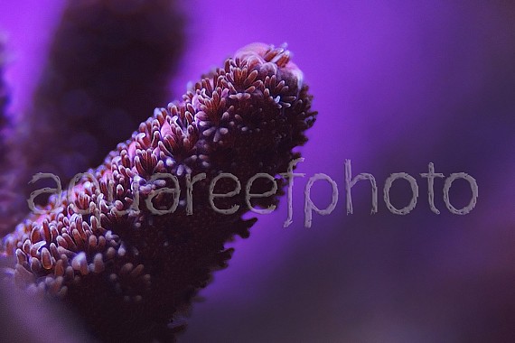 Acropora millepora 01