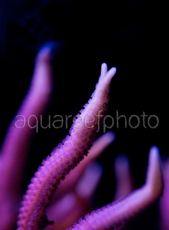 Seriatopora hystrix 03