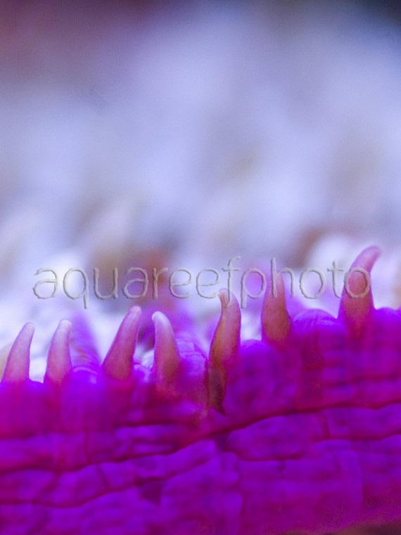 Fungia spinifer 04
