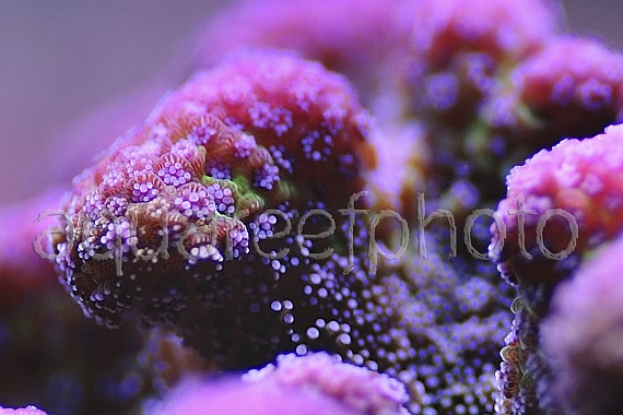 Stylophora pistillata 03