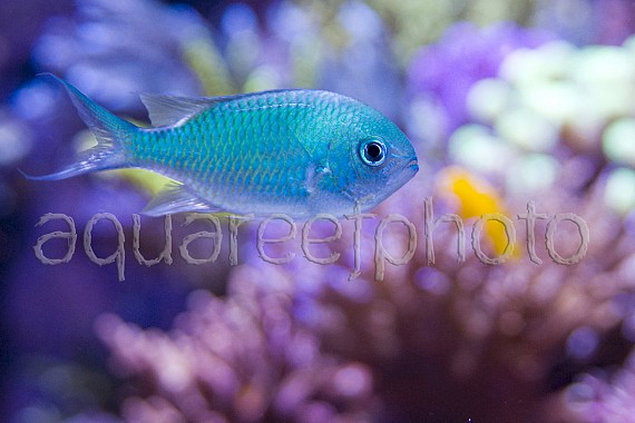 Chromis viridis 06