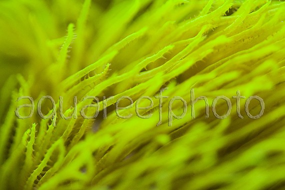 Briareum abestinum 01