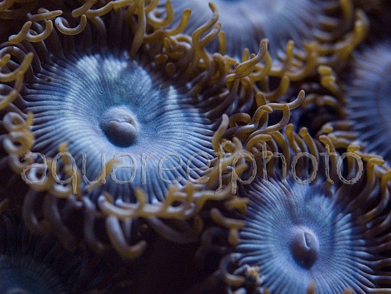 Zoanthus 12