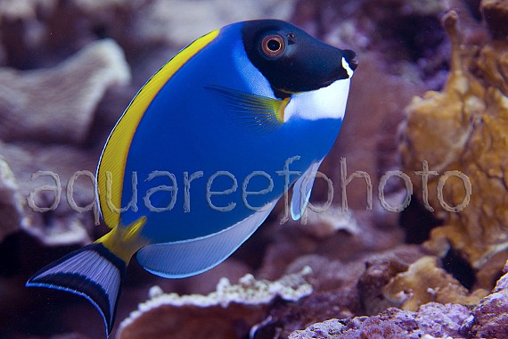 Acanthurus leucosternon 03