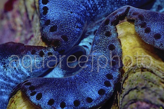 Tridacna maxima 01