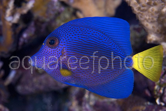 Zebrasoma xanthurum 01