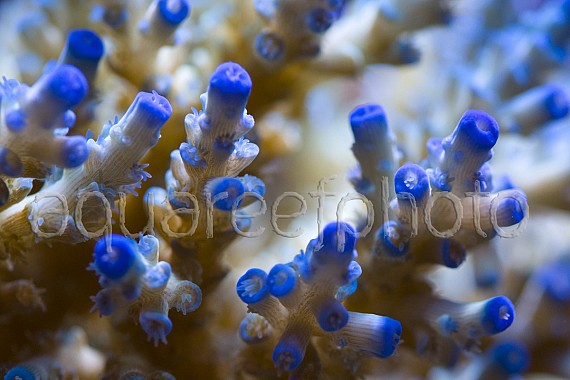 Acropora tenuis 03