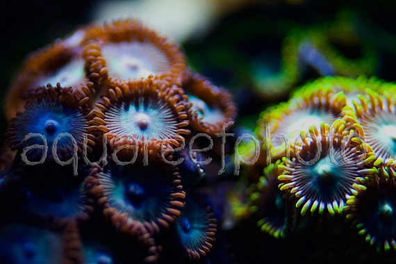 Zoanthus 13