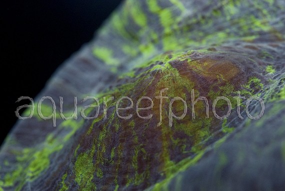 Trachyphyllia geoffroyi 04