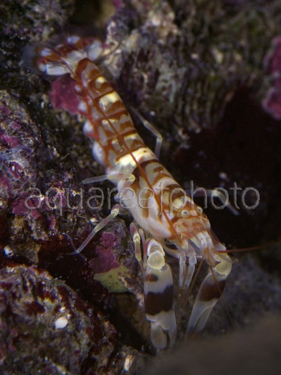 Alpheus bellulus 01