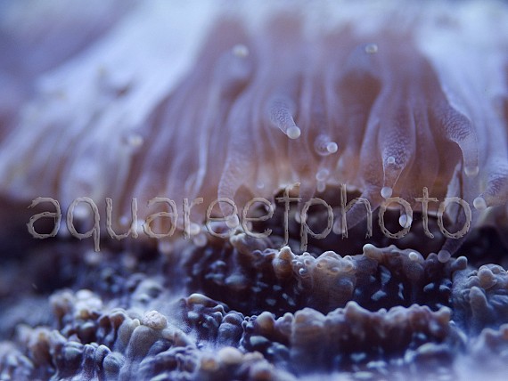 Scolymia vitiensis 02