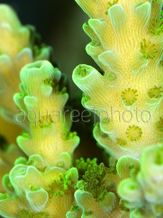 Acropora sp. 01