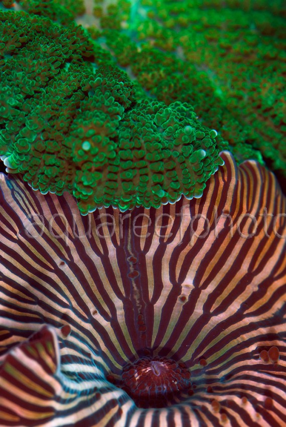 Discosoma & Rhodactis 01