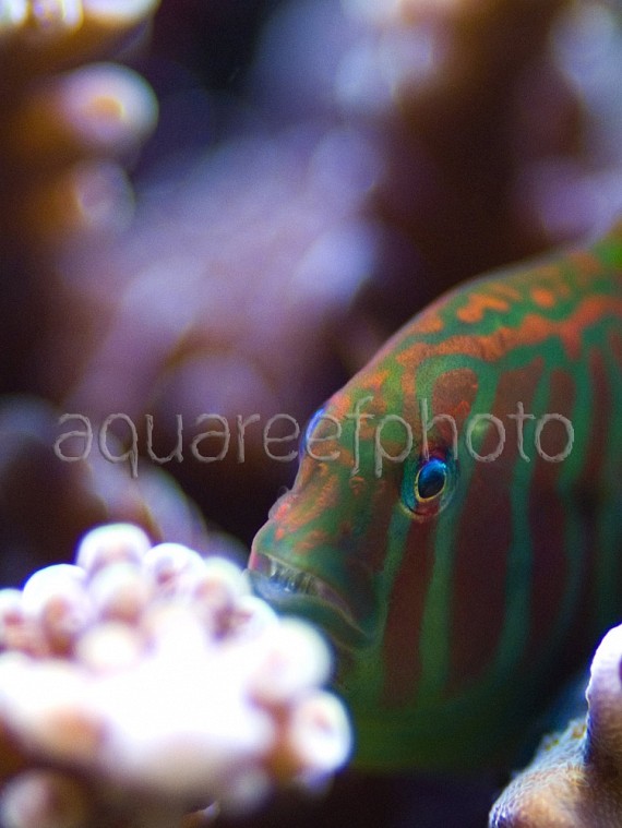 Gobiodon histrio 07