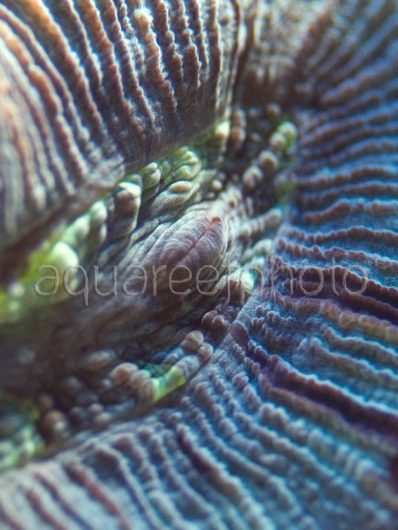 Trachyphyllia geoffroyi 05